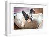 Adorable French Bulldog on the Lair-Patryk Kosmider-Framed Photographic Print
