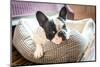 Adorable French Bulldog on the Lair-Patryk Kosmider-Mounted Photographic Print