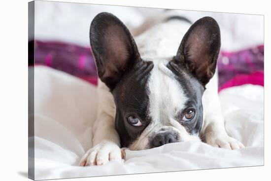 Adorable French Bulldog Puppy Lying in Bed-Patryk Kosmider-Stretched Canvas