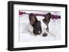 Adorable French Bulldog Puppy Lying in Bed-Patryk Kosmider-Framed Photographic Print