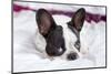 Adorable French Bulldog Puppy Lying in Bed-Patryk Kosmider-Mounted Photographic Print