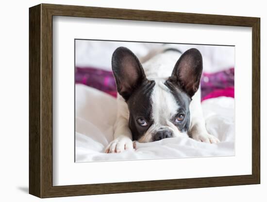 Adorable French Bulldog Puppy Lying in Bed-Patryk Kosmider-Framed Photographic Print