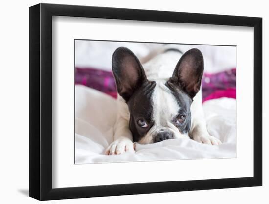 Adorable French Bulldog Puppy Lying in Bed-Patryk Kosmider-Framed Photographic Print