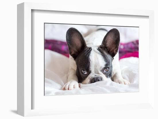 Adorable French Bulldog Puppy Lying in Bed-Patryk Kosmider-Framed Photographic Print