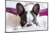 Adorable French Bulldog Puppy Lying in Bed-Patryk Kosmider-Mounted Photographic Print