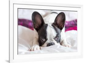 Adorable French Bulldog Puppy Lying in Bed-Patryk Kosmider-Framed Photographic Print