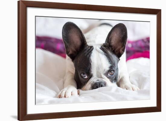 Adorable French Bulldog Puppy Lying in Bed-Patryk Kosmider-Framed Photographic Print