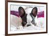 Adorable French Bulldog Puppy Lying in Bed-Patryk Kosmider-Framed Photographic Print