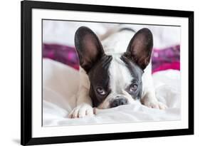 Adorable French Bulldog Puppy Lying in Bed-Patryk Kosmider-Framed Photographic Print