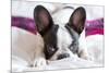 Adorable French Bulldog Puppy Lying in Bed-Patryk Kosmider-Mounted Photographic Print