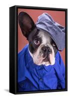 Adorable French Bulldog Wearing Blue Shirt On Brown Background-Patryk Kosmider-Framed Stretched Canvas