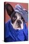 Adorable French Bulldog Wearing Blue Shirt On Brown Background-Patryk Kosmider-Stretched Canvas