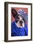 Adorable French Bulldog Wearing Blue Shirt On Brown Background-Patryk Kosmider-Framed Photographic Print