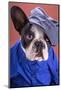 Adorable French Bulldog Wearing Blue Shirt On Brown Background-Patryk Kosmider-Mounted Photographic Print
