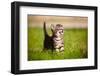 Adorable Meowing Tabby Kitten Outdoors-otsphoto-Framed Photographic Print