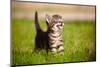 Adorable Meowing Tabby Kitten Outdoors-otsphoto-Mounted Photographic Print