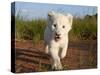 Adorable Portrait of a White Lion Cub Walking and Smiling with Direct Eye Contact.-Karine Aigner-Stretched Canvas