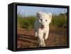 Adorable Portrait of a White Lion Cub Walking and Smiling with Direct Eye Contact.-Karine Aigner-Framed Stretched Canvas
