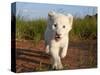 Adorable Portrait of a White Lion Cub Walking and Smiling with Direct Eye Contact.-Karine Aigner-Stretched Canvas