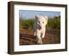Adorable Portrait of a White Lion Cub Walking and Smiling with Direct Eye Contact.-Karine Aigner-Framed Photographic Print