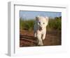 Adorable Portrait of a White Lion Cub Walking and Smiling with Direct Eye Contact.-Karine Aigner-Framed Photographic Print