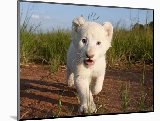 Adorable Portrait of a White Lion Cub Walking and Smiling with Direct Eye Contact.-Karine Aigner-Mounted Photographic Print