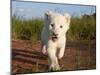 Adorable Portrait of a White Lion Cub Walking and Smiling with Direct Eye Contact.-Karine Aigner-Mounted Photographic Print