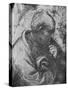 'Adoration of the Magi - Head of 'philosopher' on the left', c1481 (1945)-Leonardo Da Vinci-Stretched Canvas