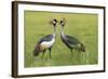 Adorned Duet-Staffan Widstrand-Framed Giclee Print