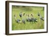 Adorned Flock-Staffan Widstrand-Framed Giclee Print