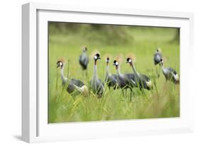 Adorned Flock-Staffan Widstrand-Framed Giclee Print