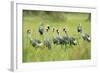 Adorned Flock-Staffan Widstrand-Framed Giclee Print