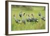 Adorned Flock-Staffan Widstrand-Framed Giclee Print