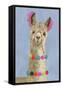 Adorned Llama III-Victoria Borges-Framed Stretched Canvas
