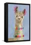 Adorned Llama III-Victoria Borges-Framed Stretched Canvas