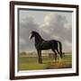 Adriaan Van Der Hoops Trotter De Vlugge, the Fast One in a Meadow-Anthony Oberman-Framed Art Print