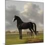 Adriaan Van Der Hoops Trotter De Vlugge, the Fast One in a Meadow-Anthony Oberman-Mounted Art Print