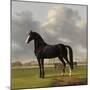 Adriaan Van Der Hoops Trotter De Vlugge, the Fast One in a Meadow-Anthony Oberman-Mounted Art Print