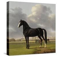 Adriaan Van Der Hoops Trotter De Vlugge, the Fast One in a Meadow-Anthony Oberman-Stretched Canvas