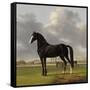 Adriaan Van Der Hoops Trotter De Vlugge, the Fast One in a Meadow-Anthony Oberman-Framed Stretched Canvas