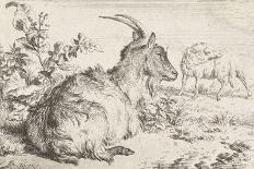 Lying goat, 1670-Adriaen van de Velde-Giclee Print