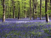 Bluebells In Woodland-Adrian Bicker-Photographic Print