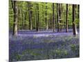 Wood Mount