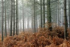 Wistman's Wood, Dartmoor-Adrian Bicker-Photographic Print