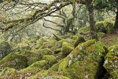 Wistman's Wood, Dartmoor-Adrian Bicker-Photographic Print