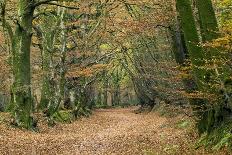 Woodland Path-Adrian Bicker-Photographic Print