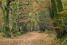 Pine Forest-Adrian Bicker-Photographic Print