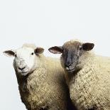 Sheep Standing Side by Side-Adrian Burke-Stretched Canvas
