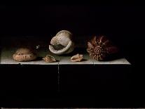 Still Life with Hazel-Nuts, 1696-Adrian Coorte-Giclee Print