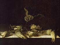 Six Shells on a Stone Shelf, 1696-Adrian Coorte-Giclee Print